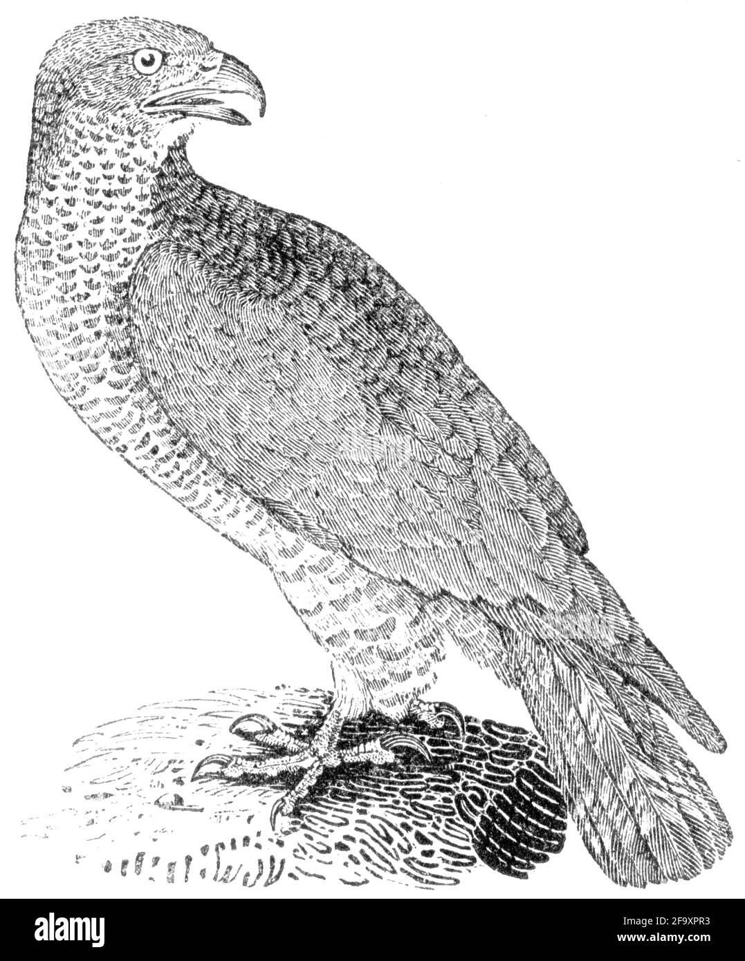 Un oiseau gravé par Thomas Bewick de l'histoire des oiseaux britanniques Banque D'Images