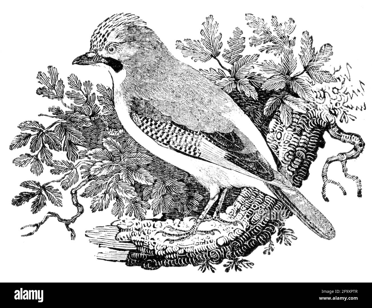 Un oiseau gravé par Thomas Bewick de l'histoire des oiseaux britanniques Banque D'Images