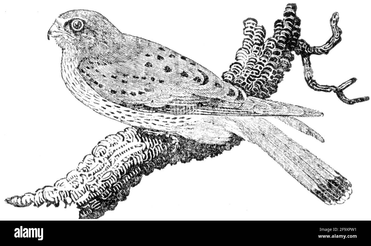 Un oiseau gravé par Thomas Bewick de l'histoire des oiseaux britanniques Banque D'Images