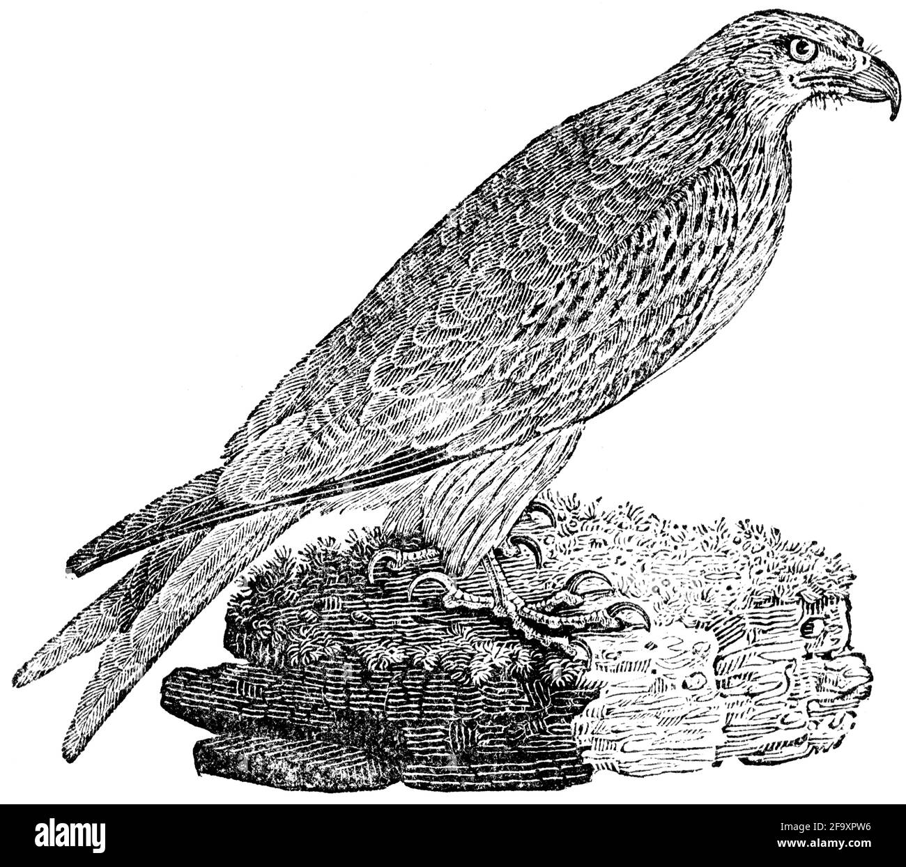 Un oiseau gravé par Thomas Bewick de l'histoire des oiseaux britanniques Banque D'Images