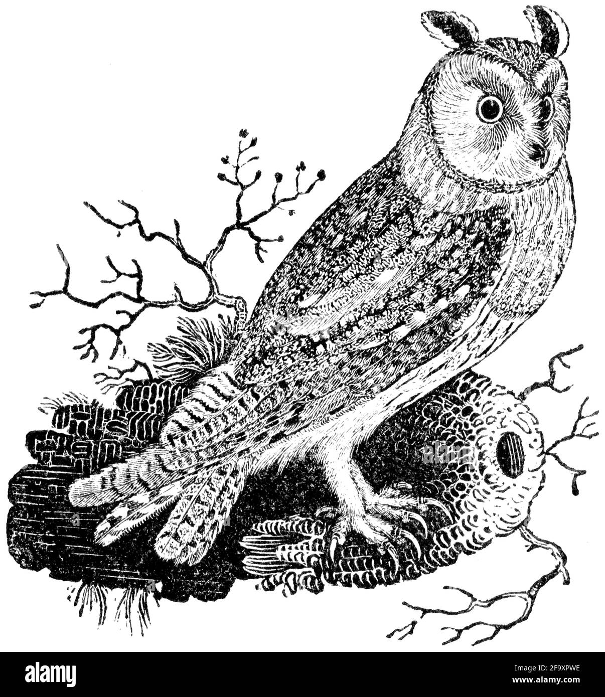 Un oiseau gravé par Thomas Bewick de l'histoire des oiseaux britanniques Banque D'Images