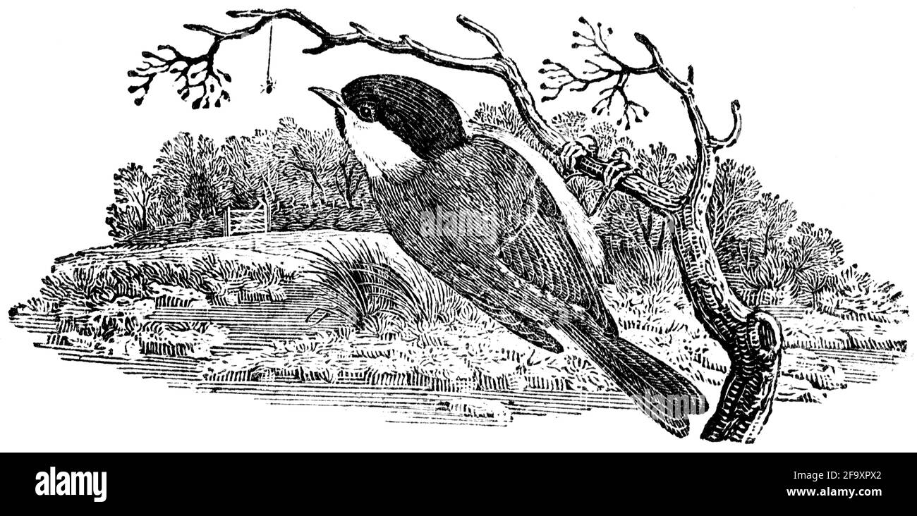 Un oiseau gravé par Thomas Bewick de l'histoire des oiseaux britanniques Banque D'Images