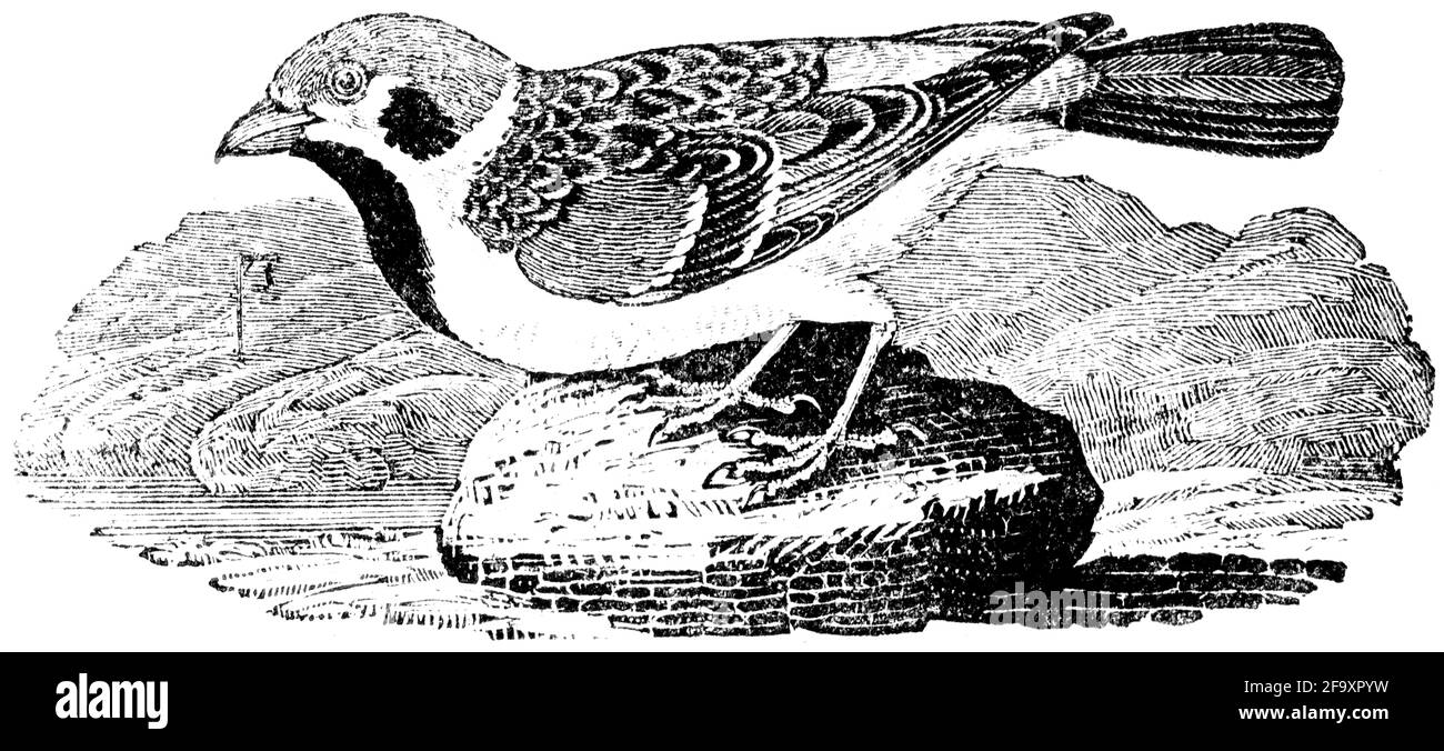 Un oiseau gravé par Thomas Bewick de « l'histoire des oiseaux britanniques » Banque D'Images