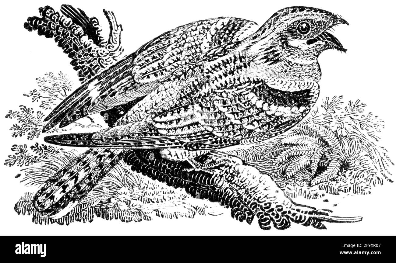 Un oiseau gravé par Thomas Bewick de « l'histoire des oiseaux britanniques » Banque D'Images