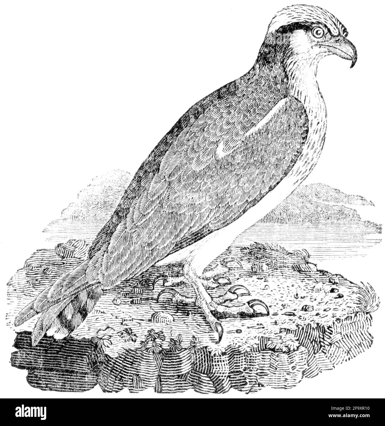 Un oiseau gravé par Thomas Bewick de « l'histoire des oiseaux britanniques » Banque D'Images