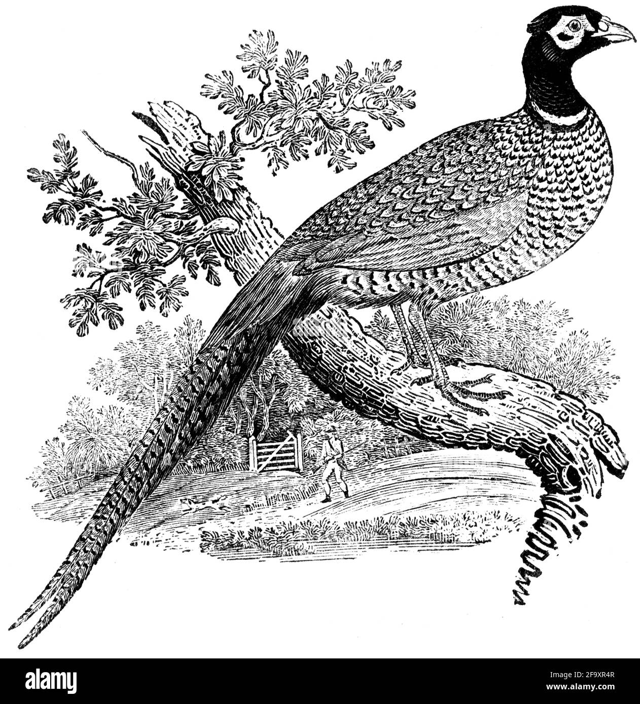 Un oiseau gravé par Thomas Bewick de « l'histoire des oiseaux britanniques » Banque D'Images