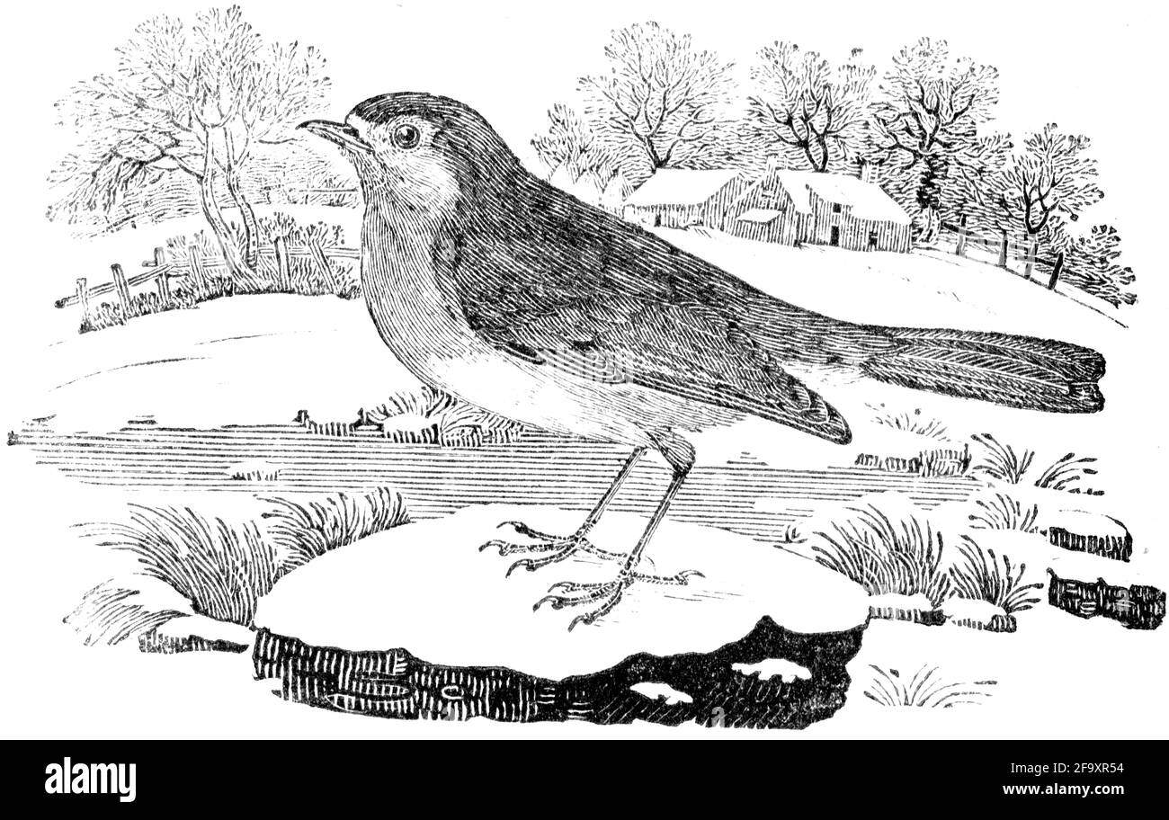 Un oiseau gravé par Thomas Bewick de « l'histoire des oiseaux britanniques » Banque D'Images