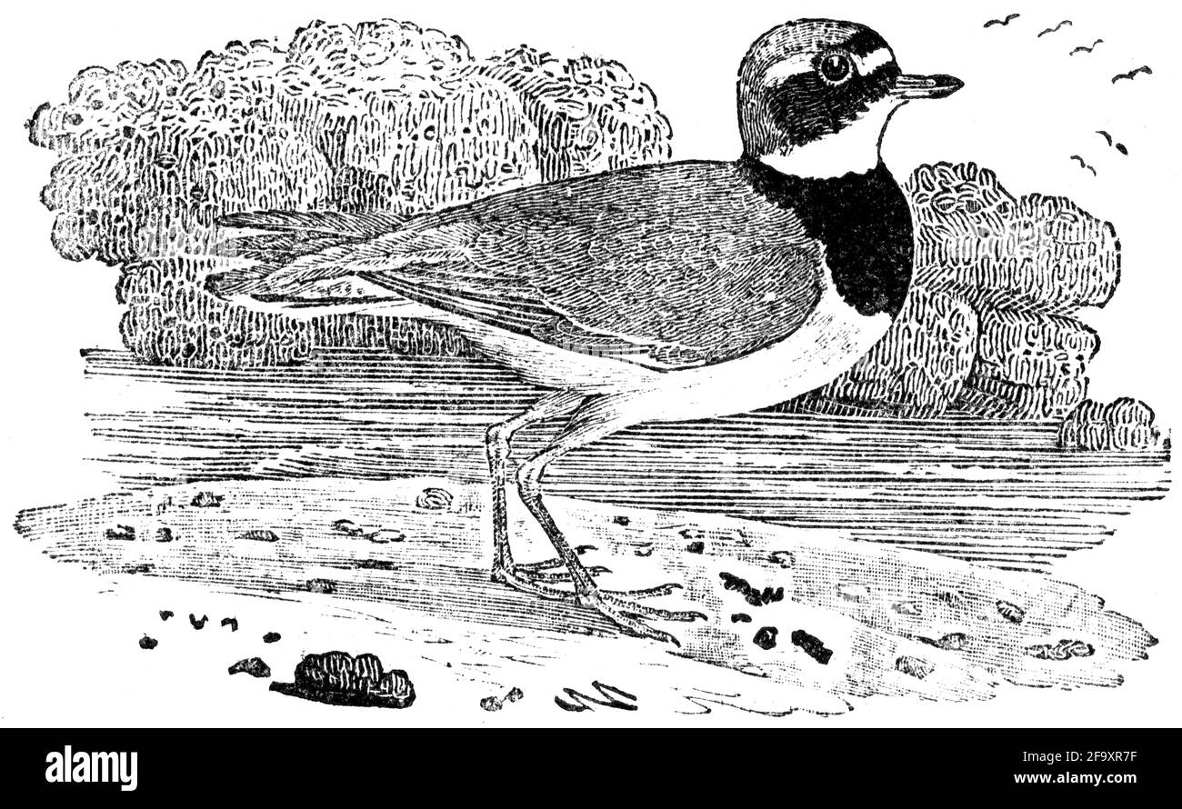 Un oiseau gravé par Thomas Bewick de l'histoire des oiseaux britanniques Banque D'Images