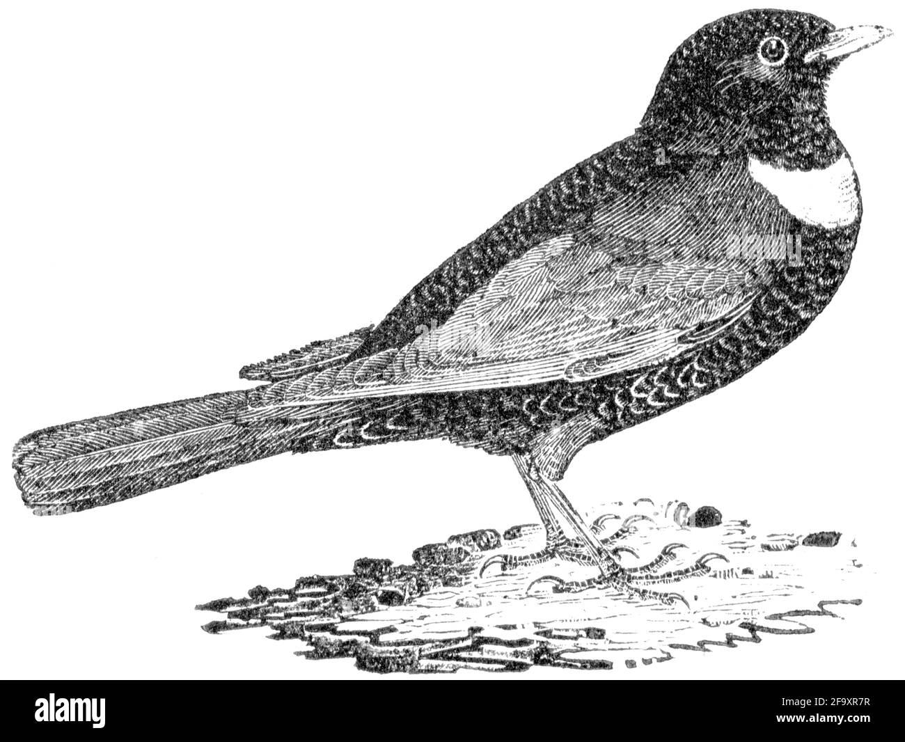 Un oiseau gravé par Thomas Bewick de l'histoire des oiseaux britanniques Banque D'Images