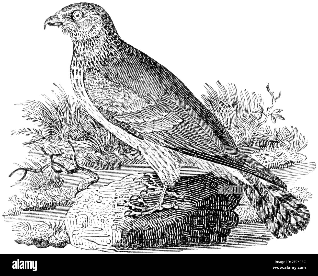 Un oiseau gravé par Thomas Bewick de l'histoire des oiseaux britanniques Banque D'Images