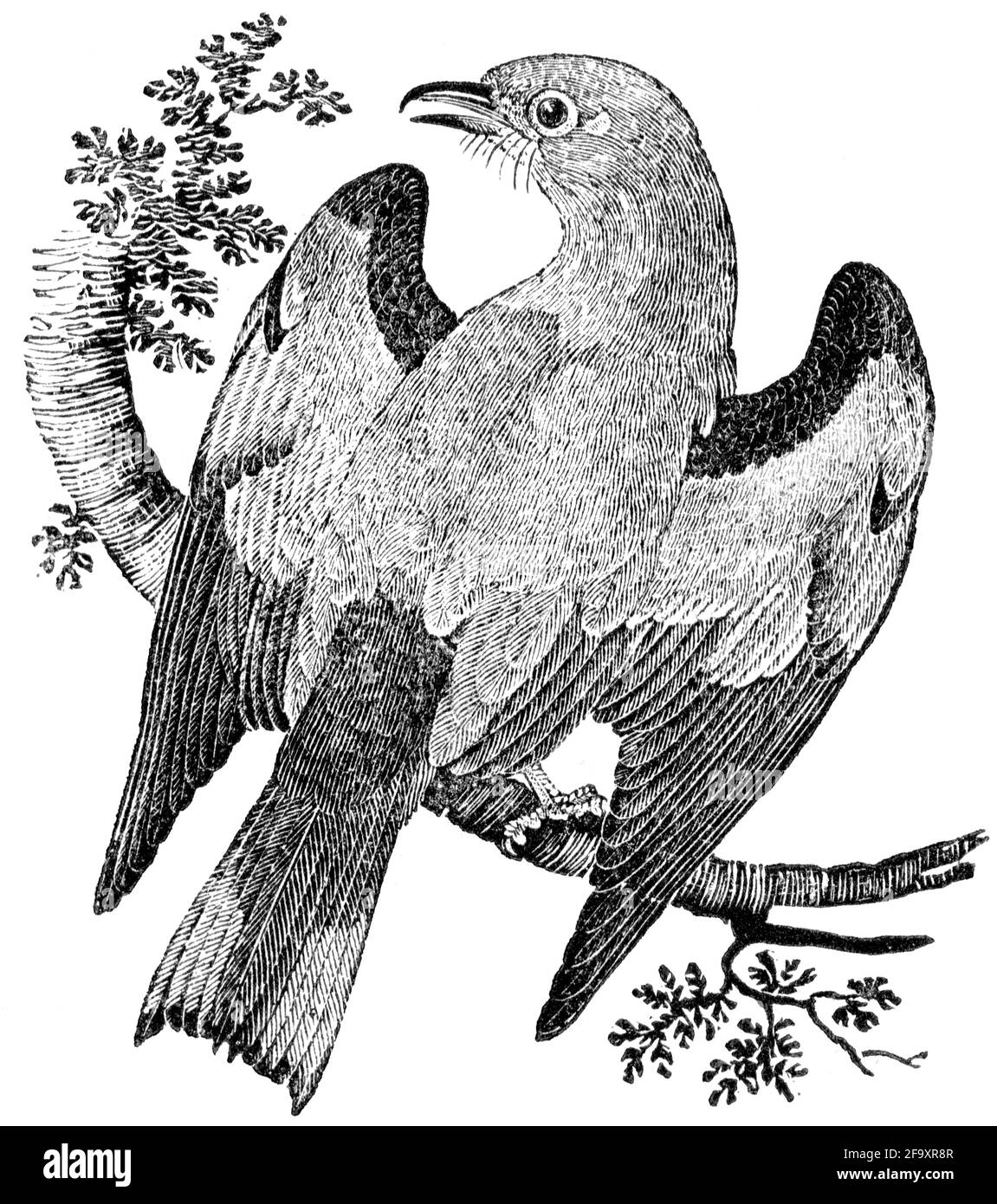 Un oiseau gravé par Thomas Bewick de l'histoire des oiseaux britanniques Banque D'Images