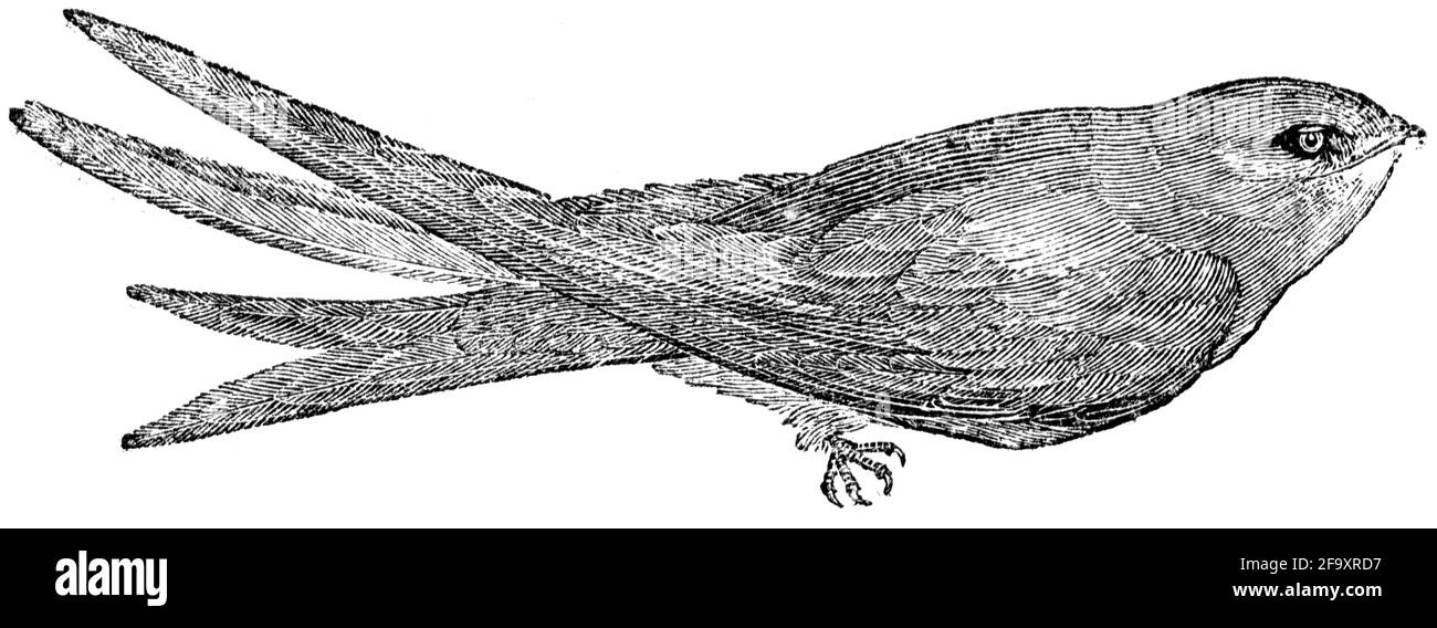 Un oiseau gravé par Thomas Bewick de l'histoire des oiseaux britanniques Banque D'Images