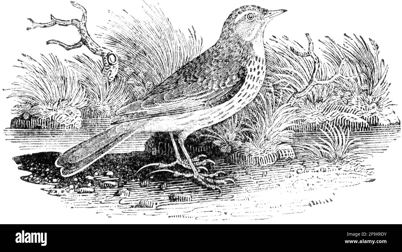 Un oiseau gravé par Thomas Bewick de l'histoire des oiseaux britanniques Banque D'Images