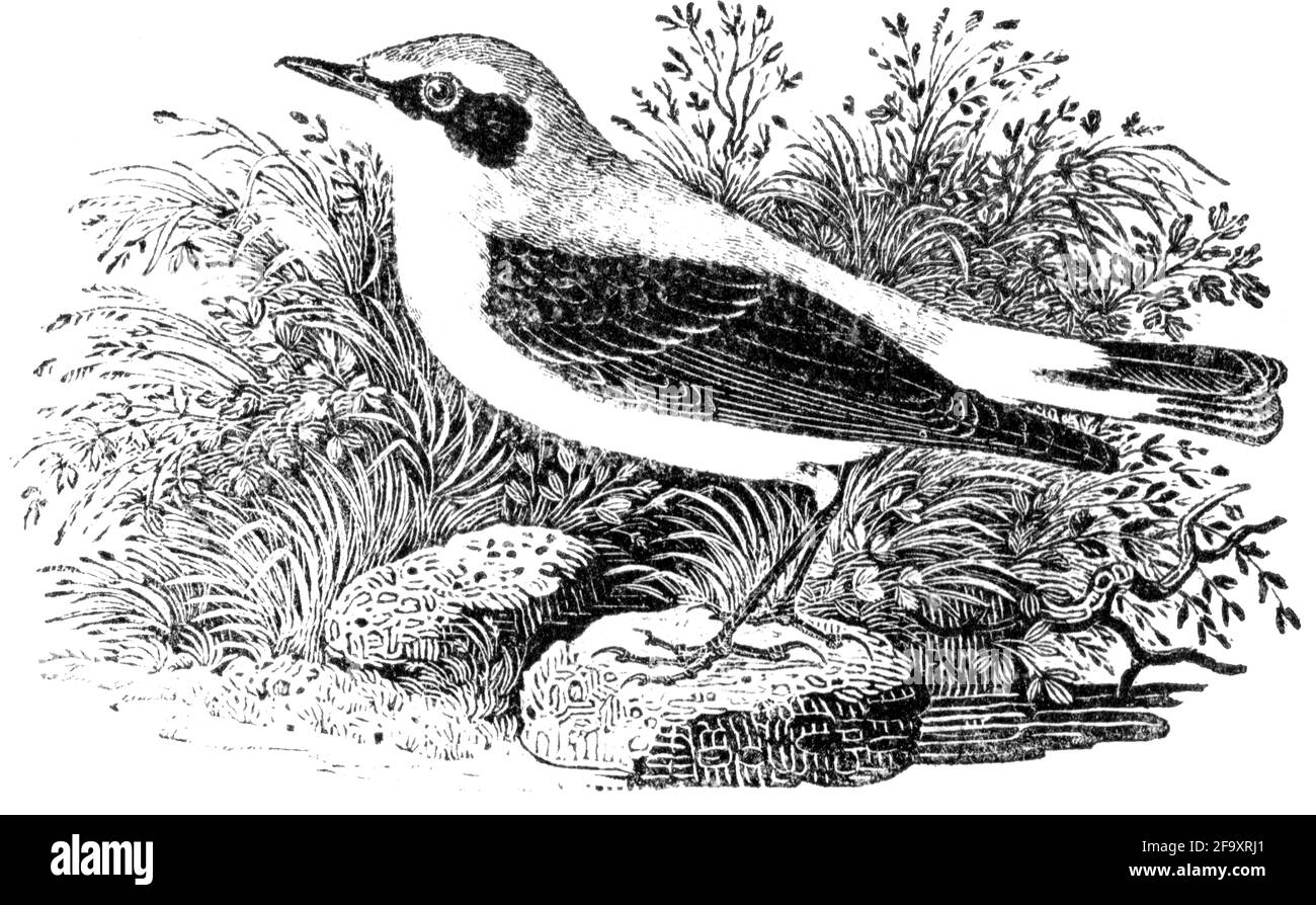 Un oiseau gravé par Thomas Bewick de l'histoire des oiseaux britanniques Banque D'Images