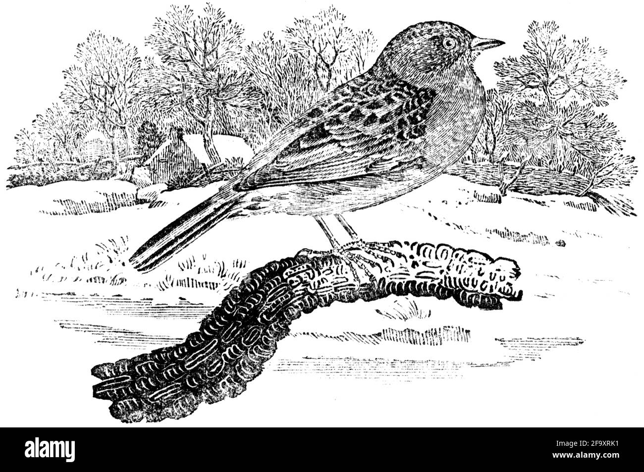 Un oiseau gravé par Thomas Bewick de l'histoire des oiseaux britanniques Banque D'Images