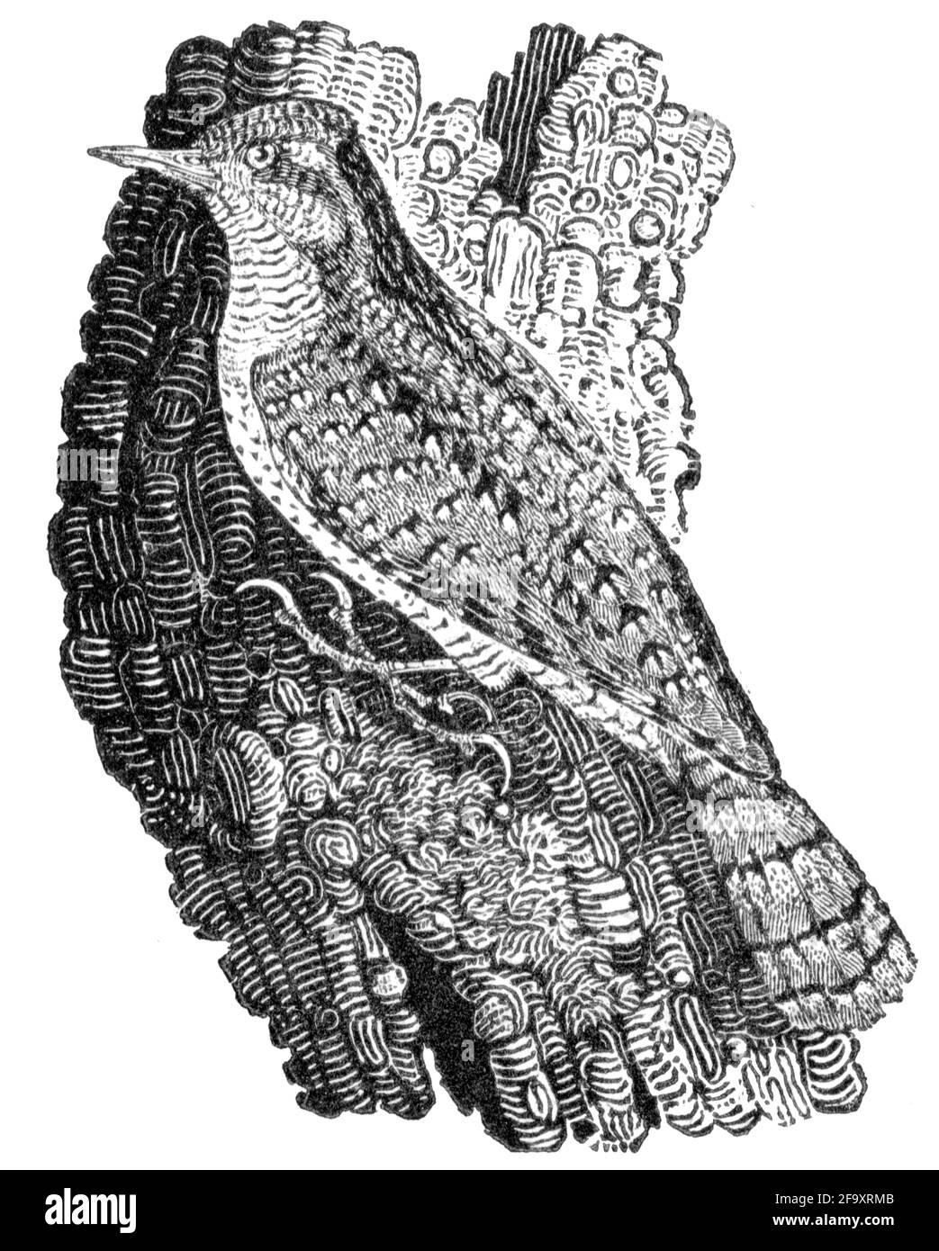 Un oiseau gravé par Thomas Bewick de l'histoire des oiseaux britanniques Banque D'Images