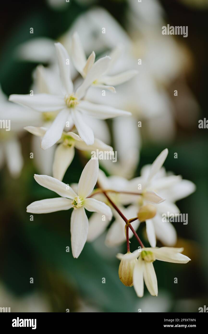 Clématites douces d'automne (Clematis terniflora Photo Stock - Alamy