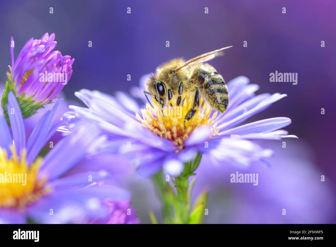 Abeille - APIs mellifera - pollinise une fleur de la Aster de New York - Symphyotrichum novi-belgii Banque D'Images