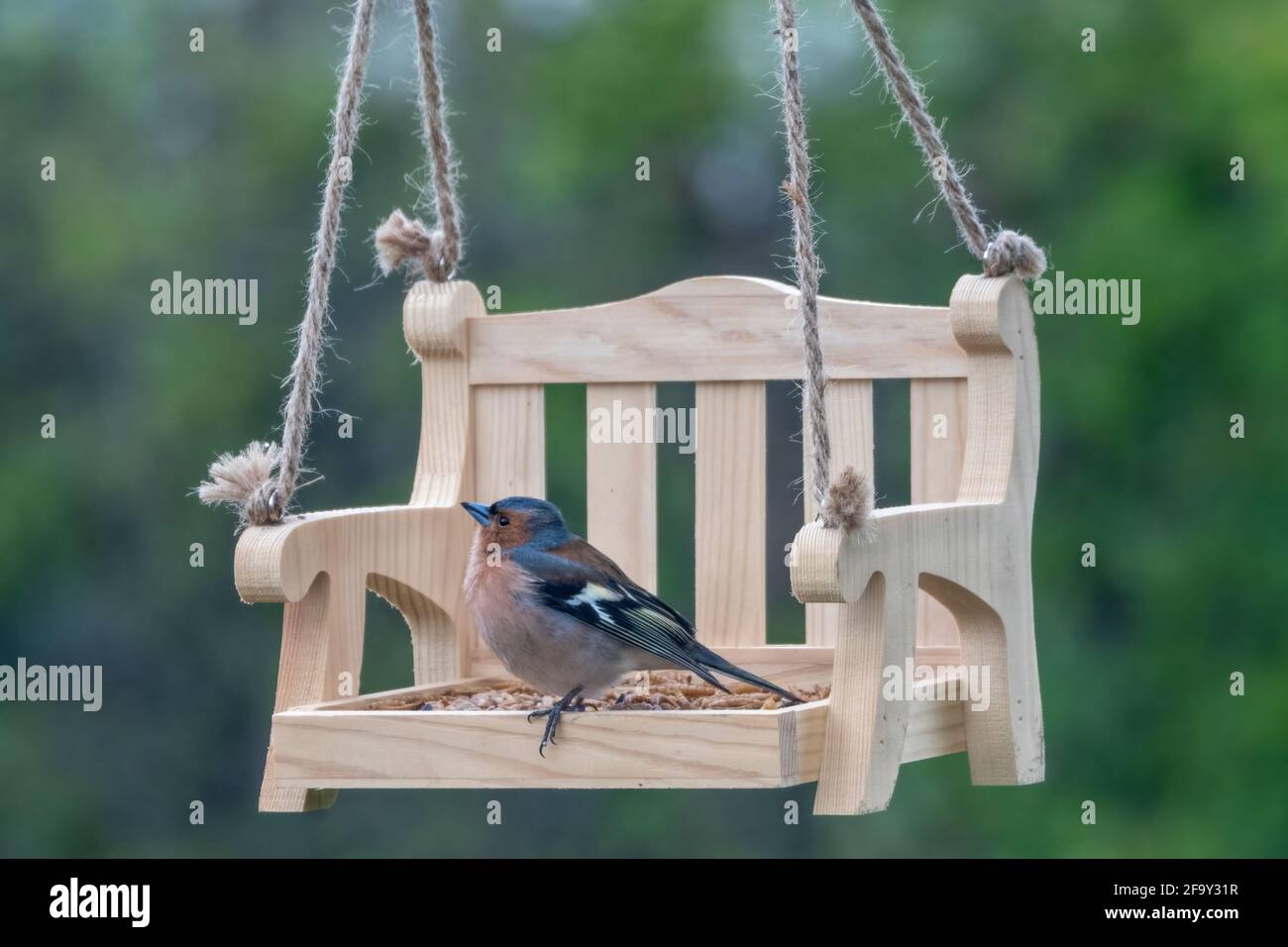 Chaffinch mâle sur mangeoire à oiseaux miniature en bois Banque D'Images