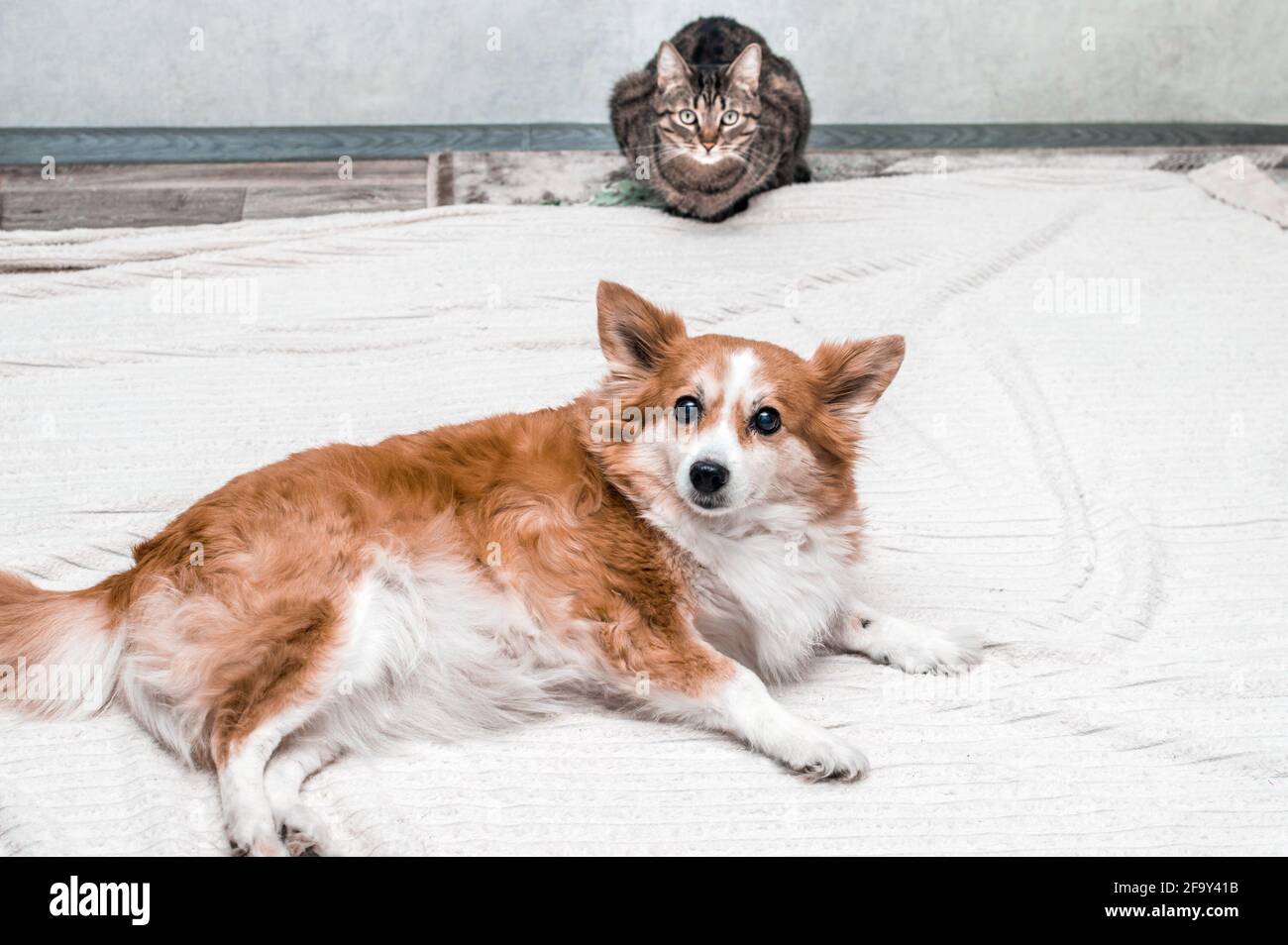 Chien et chat sont assis sur le sol à côté de la chambre Banque D'Images