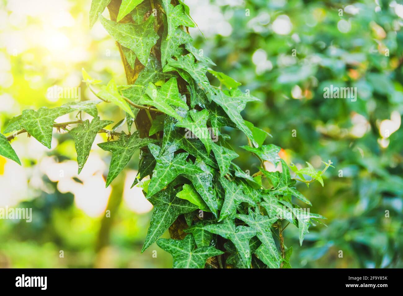 La plante Ivy se tord sur l'écorce de l'arbre dans le forêt Banque D'Images