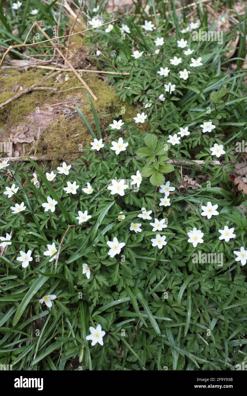 Anémones en bois ou fleurs à vent trouvées au début du printemps dans les bois d'or, une forêt ancienne typique de High Weald. East Sussex, Royaume-Uni. Banque D'Images