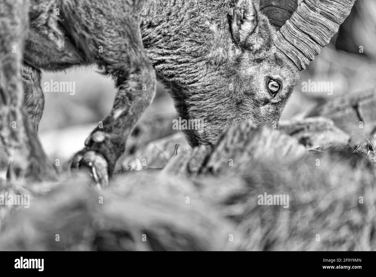 Portrait noir et blanc d'un homme Ibex (Capra ibex) Banque D'Images