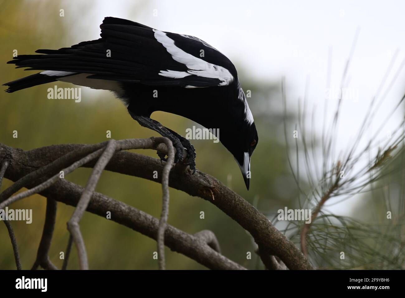 Un gros plan d'un magpie australien en regardant vers le bas tout en perchée sur une branche, les talons de l'oiseau s'agrippant fermement à la branche pendant qu'il examine la zone ci-dessous Banque D'Images