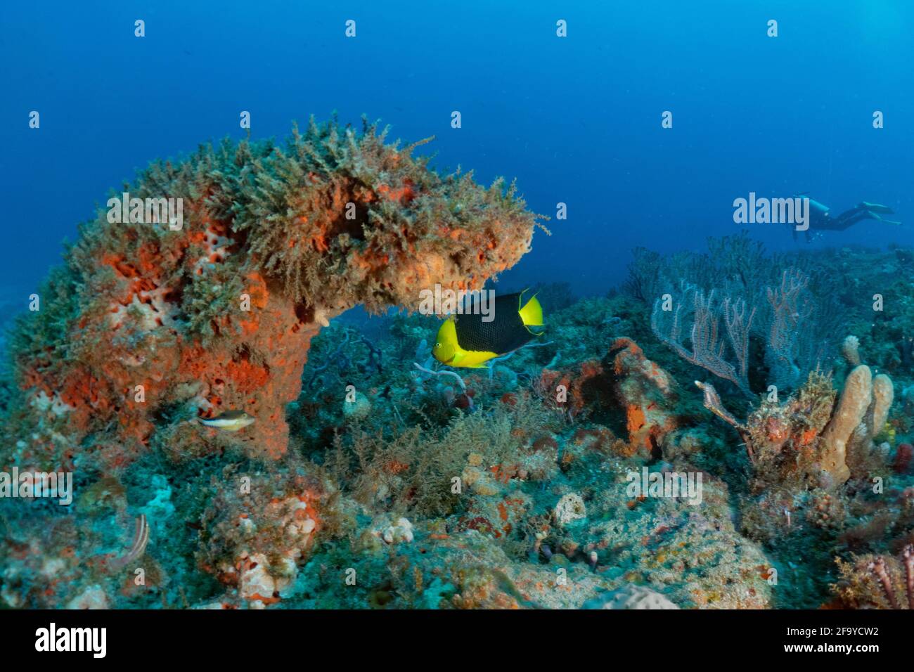 Beauté de la roche Banque D'Images