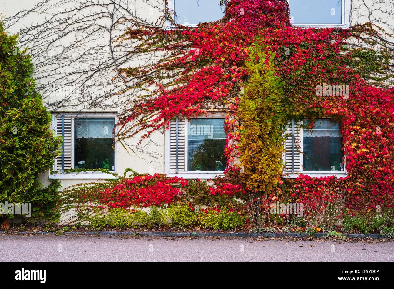 Plantes grimpantes sur la façade du bâtiment Banque D'Images