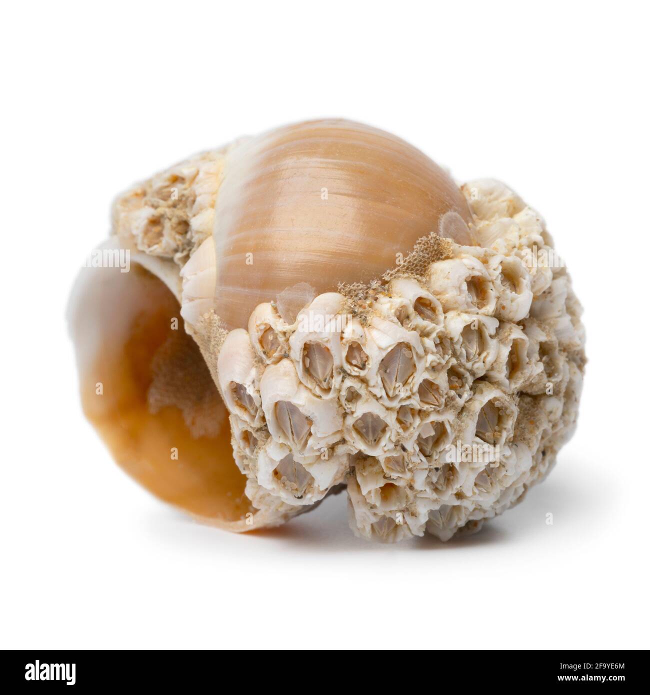 Une seule coquille vide de grand collier avec un grand nombre de les barnacles d'acorn sont isolées sur fond blanc Banque D'Images