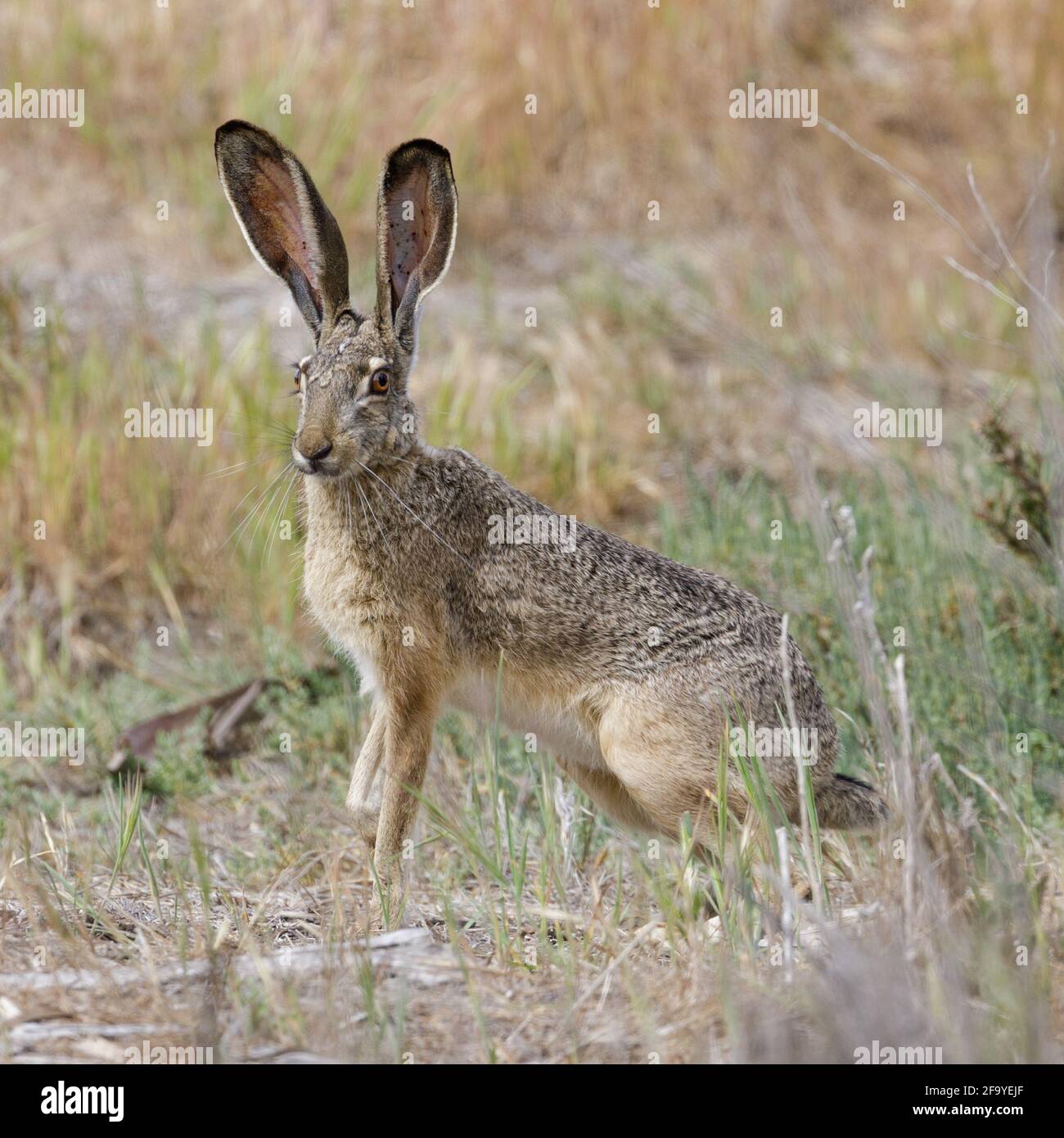 Alerte lapin à queue noire montrant ses longues oreilles. Comté de Santa Clara, Californie, États-Unis. Banque D'Images
