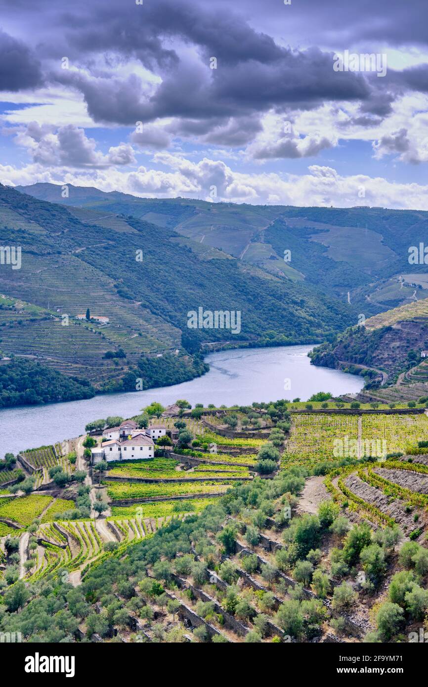 Vignobles en terrasse à Chanceleiros, Alto Douro, site classé au patrimoine mondial de l'UNESCO. Portugal Banque D'Images
