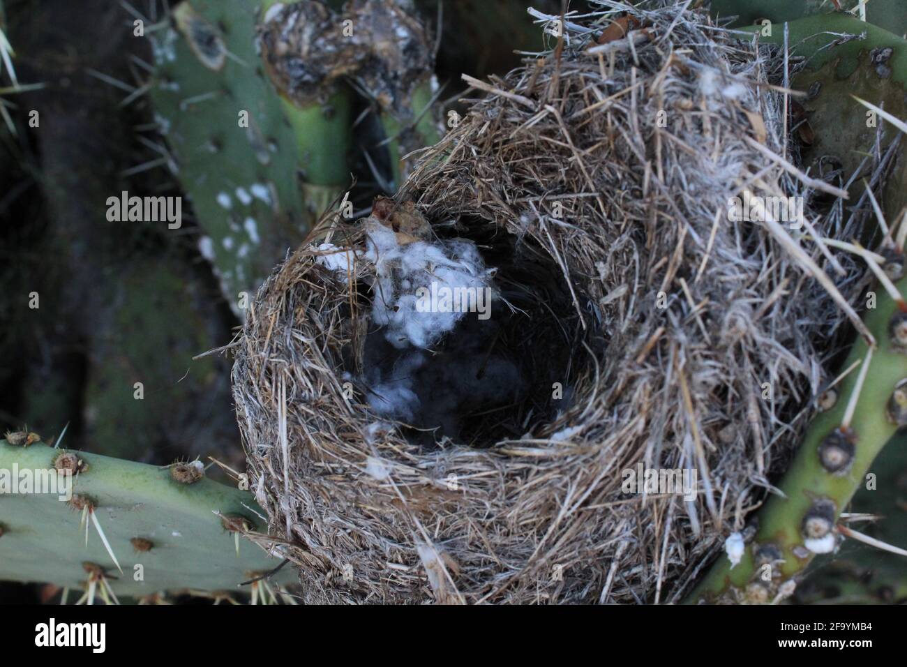 Un nid d'oiseau caché dans un cactus de Pear de Prickly Banque D'Images