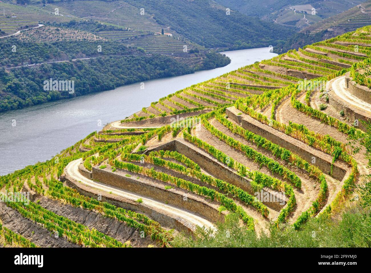 Un bateau de visite du fleuve Douro passant le long des vignobles en terrasse de Chanceleiros, Pinhao. Un site classé au patrimoine mondial de l'UNESCO, Portugal Banque D'Images