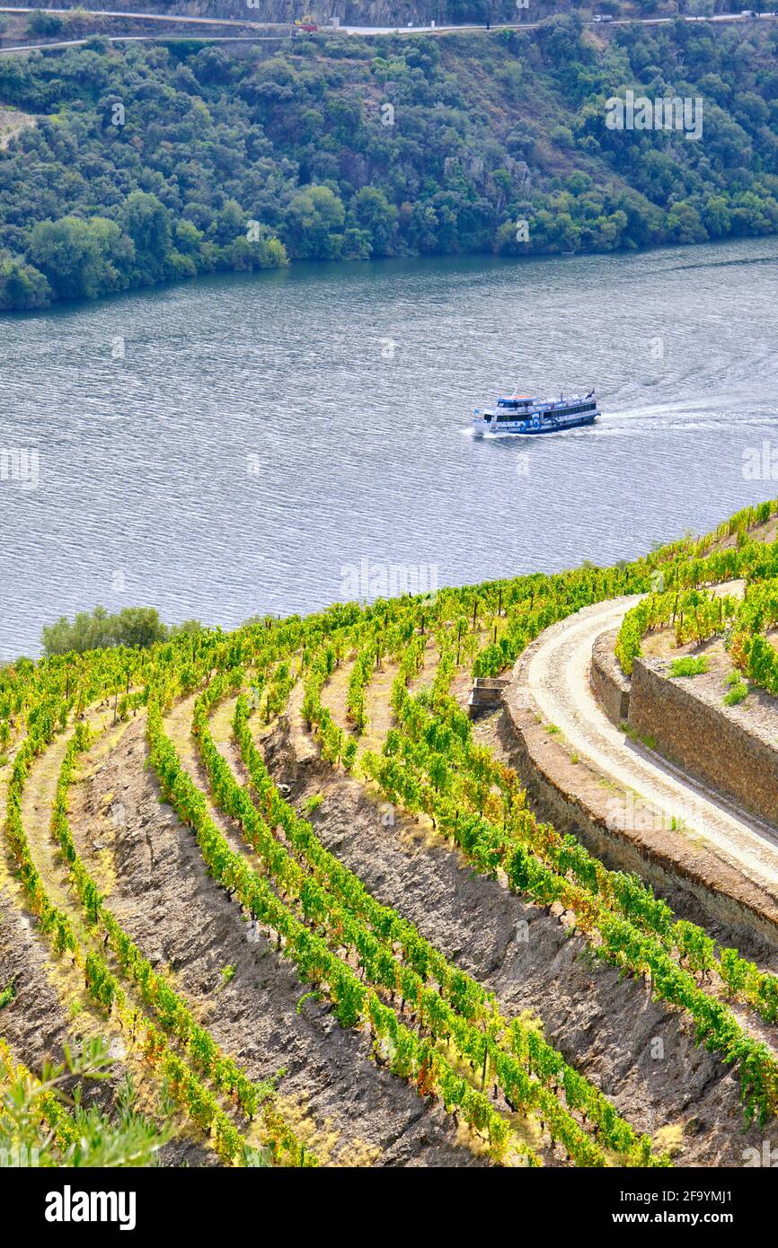 Un bateau de visite du fleuve Douro passant le long des vignobles en terrasse de Chanceleiros, Pinhao. Un site classé au patrimoine mondial de l'UNESCO, Portugal Banque D'Images