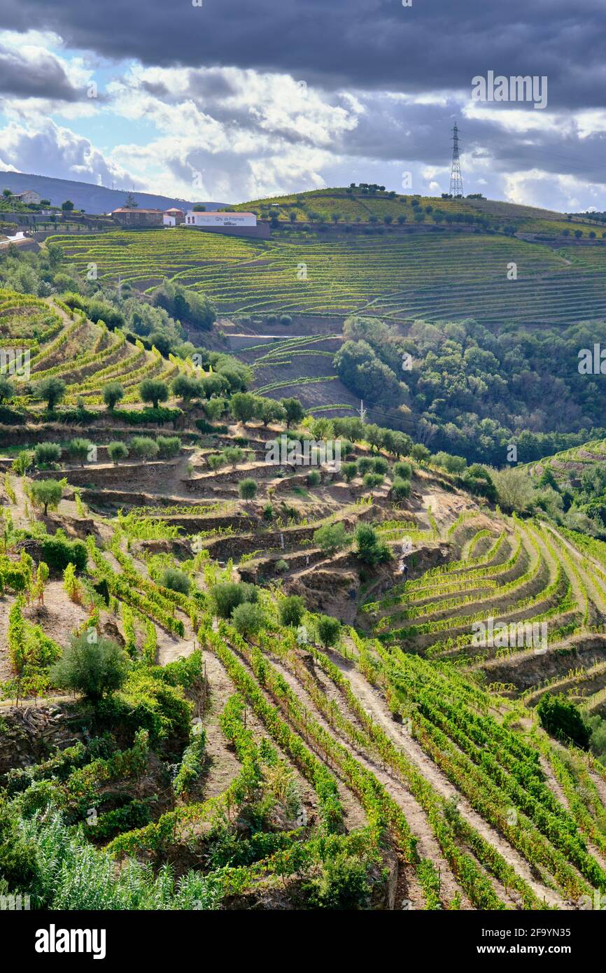 Vignobles en terrasse à la vallée de la rivière Tanha, Peso da Régua. Alto Douro, site classé au patrimoine mondial de l'UNESCO. Portugal Banque D'Images