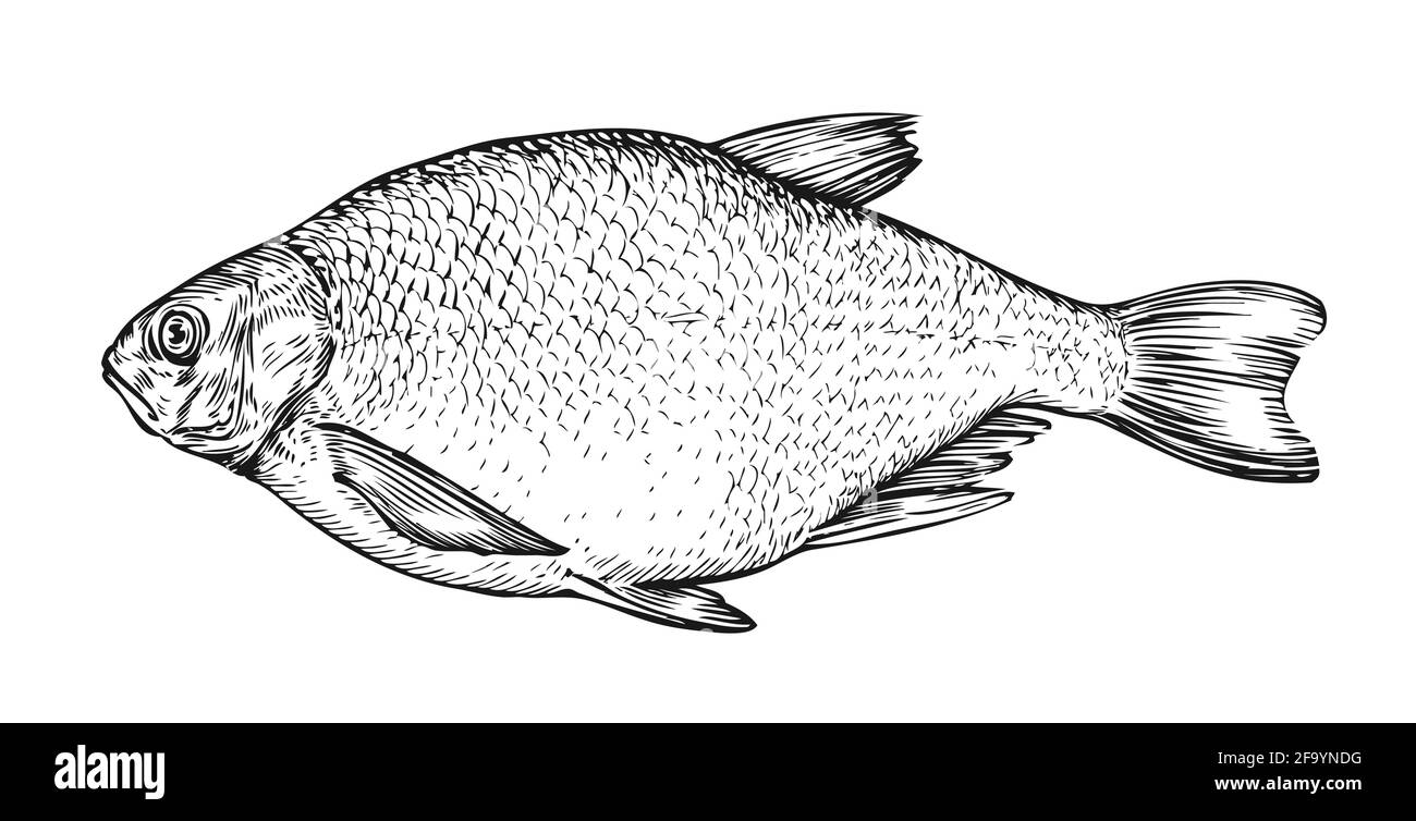 Esquisse de poisson. Brème dessiné à la main en style gravure. Illustration vectorielle Illustration de Vecteur