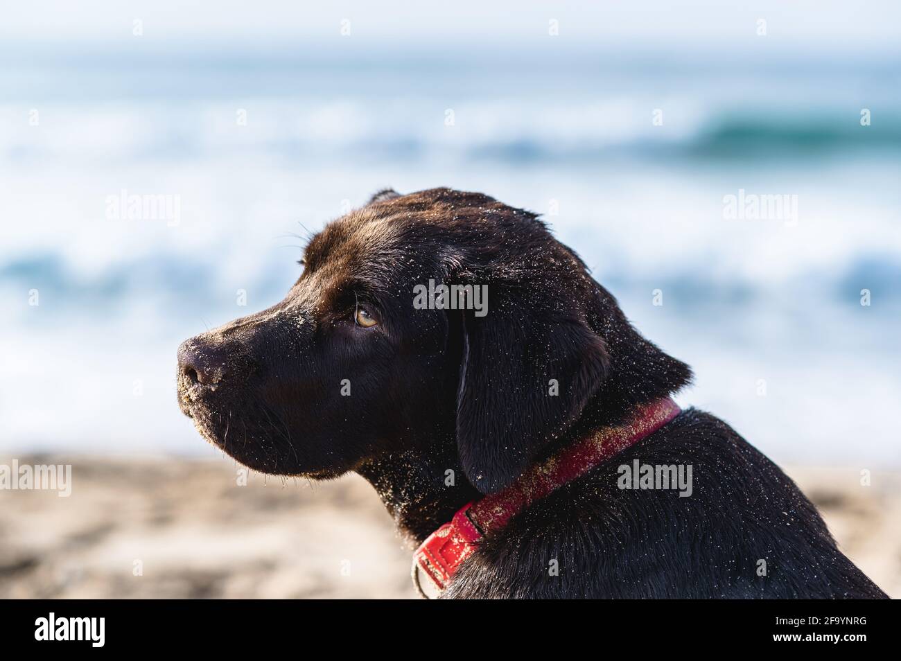 Portrait Junior Chocolate Labrador Retriever. Chien sale avec du sable sur la plage. Banque D'Images