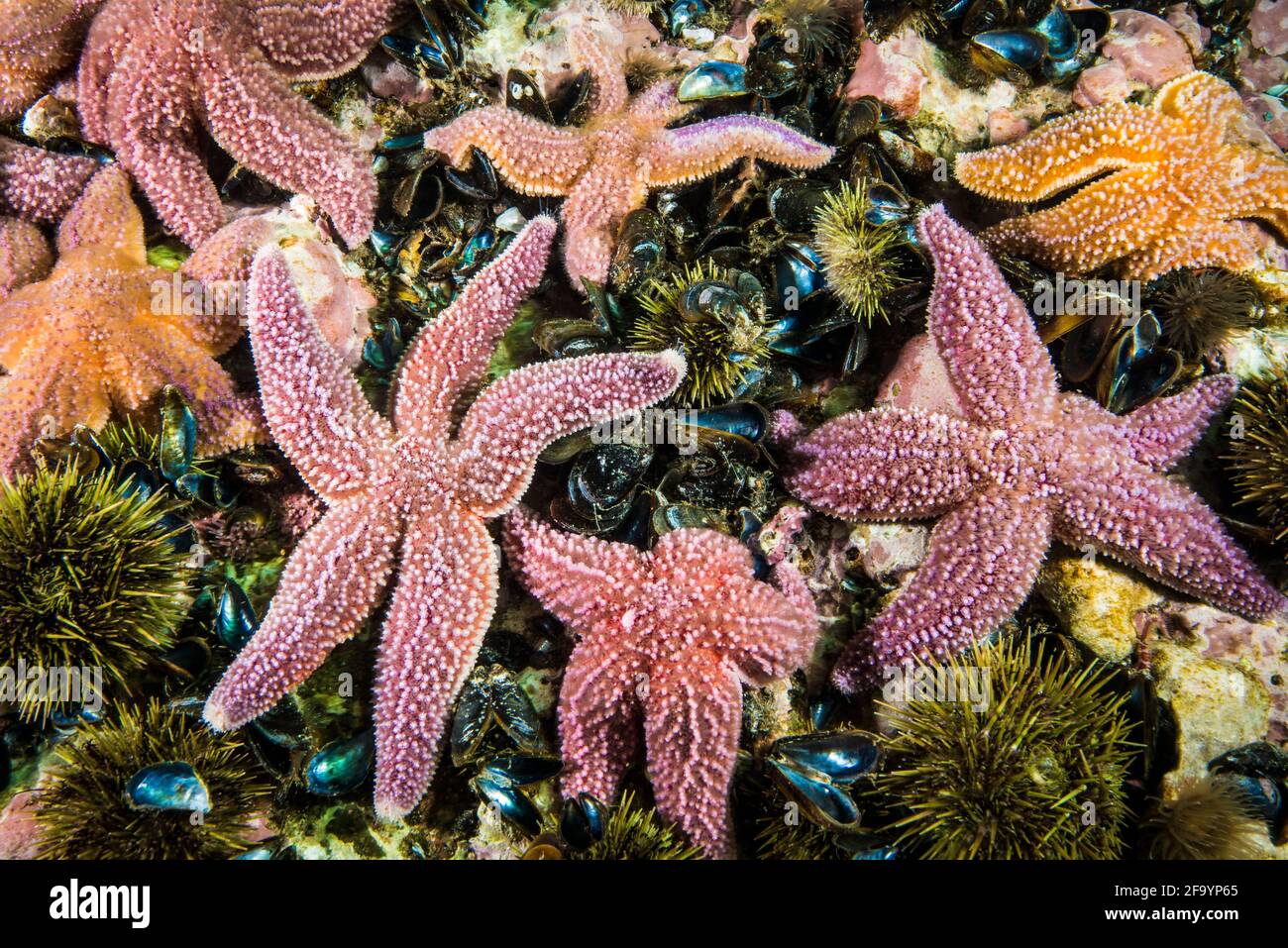 Chasse sous-marine commune aux étoiles de mer pour les moules bleues Banque D'Images