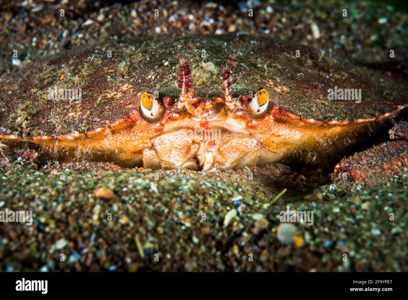 Crabe commun de l'Atlantique sous l'eau dans le fleuve Saint-Laurent Banque D'Images