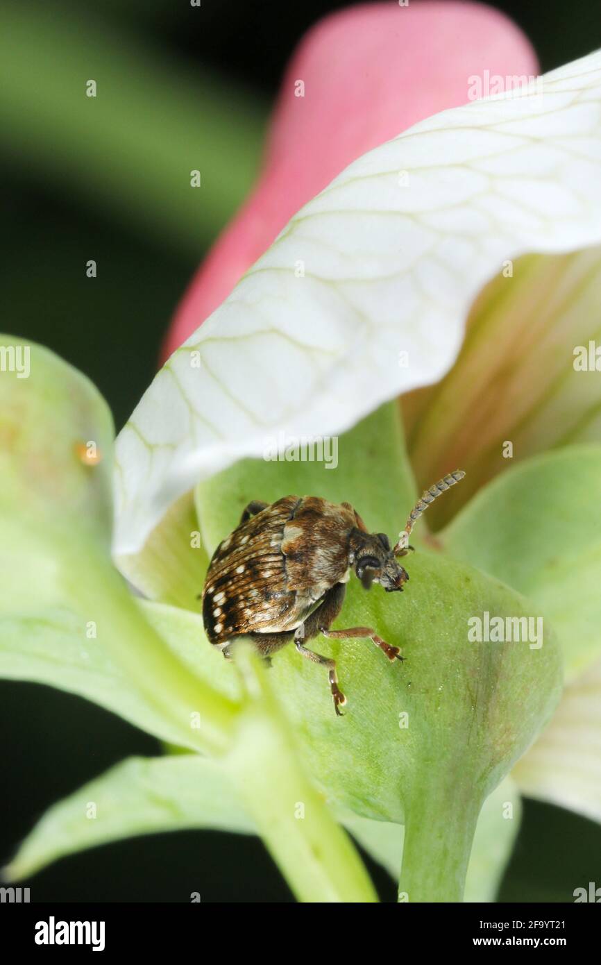 Bruchus pisorum - charançon du pois, coléoptère du pois et coléoptère des graines du pois. Il s'agit d'une espèce de dendroctone de la famille des Chrysomelidae, sous-famille des Bruchinae. Banque D'Images