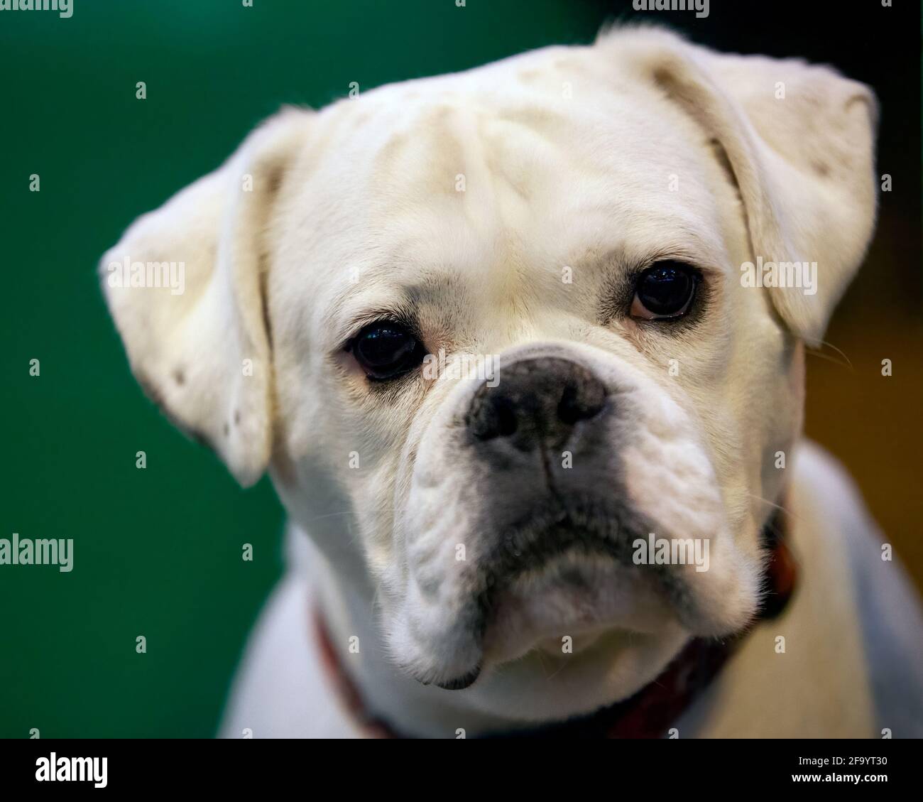 Chien Boxer blanc Banque D'Images