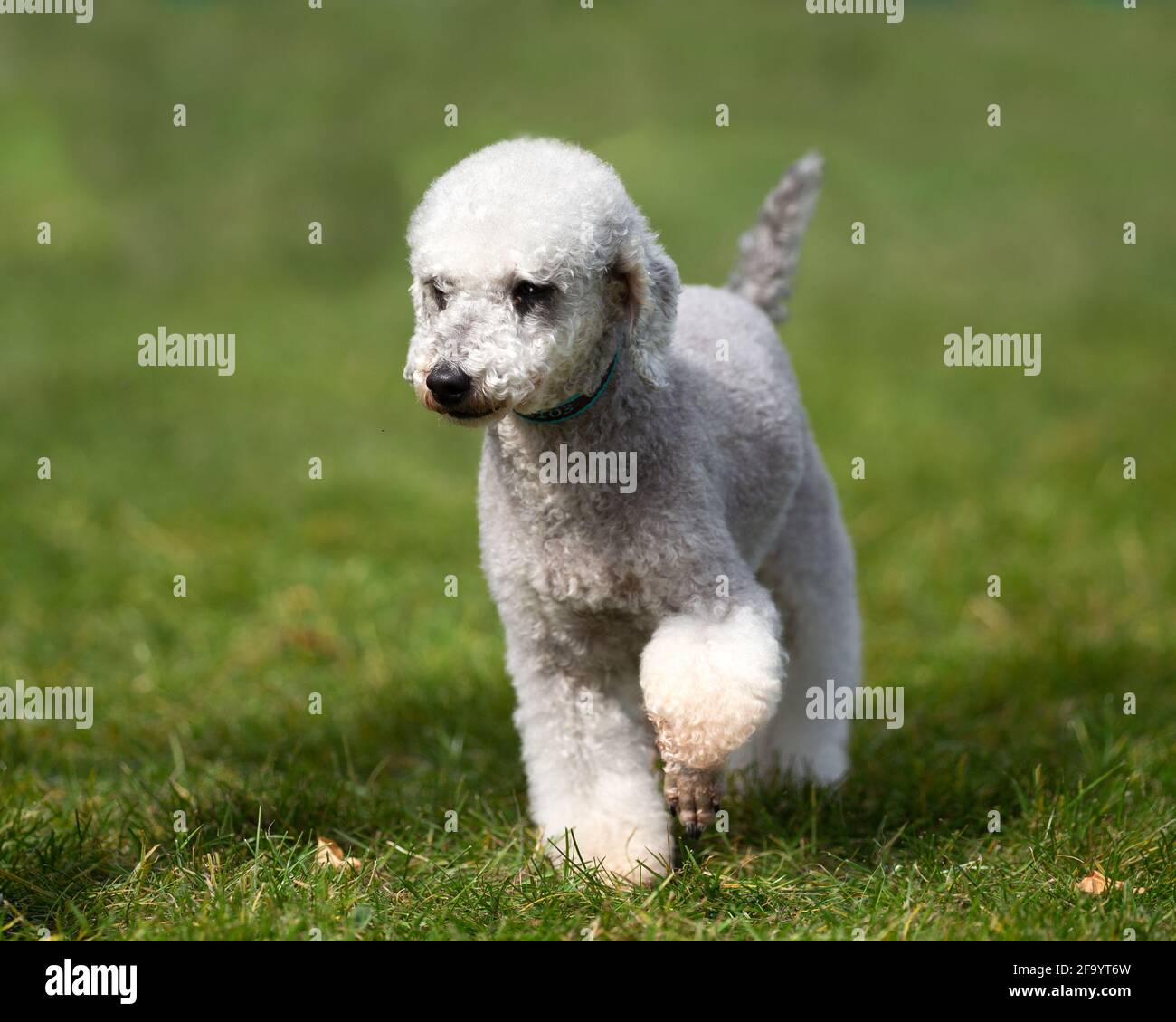Caniche x terrier de literie Banque D'Images