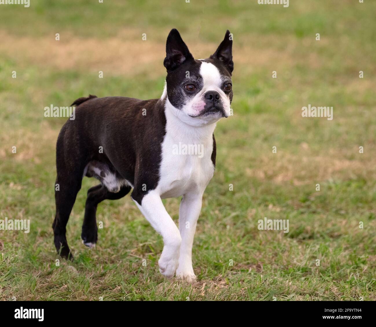 Boston Terrier Banque D'Images