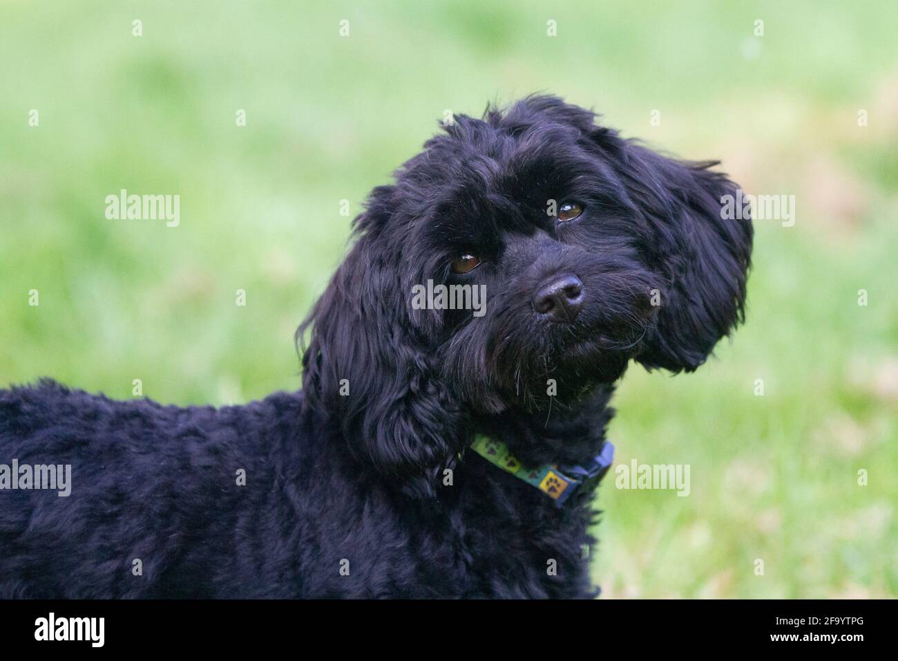 Mignon cococoing noir Banque D'Images