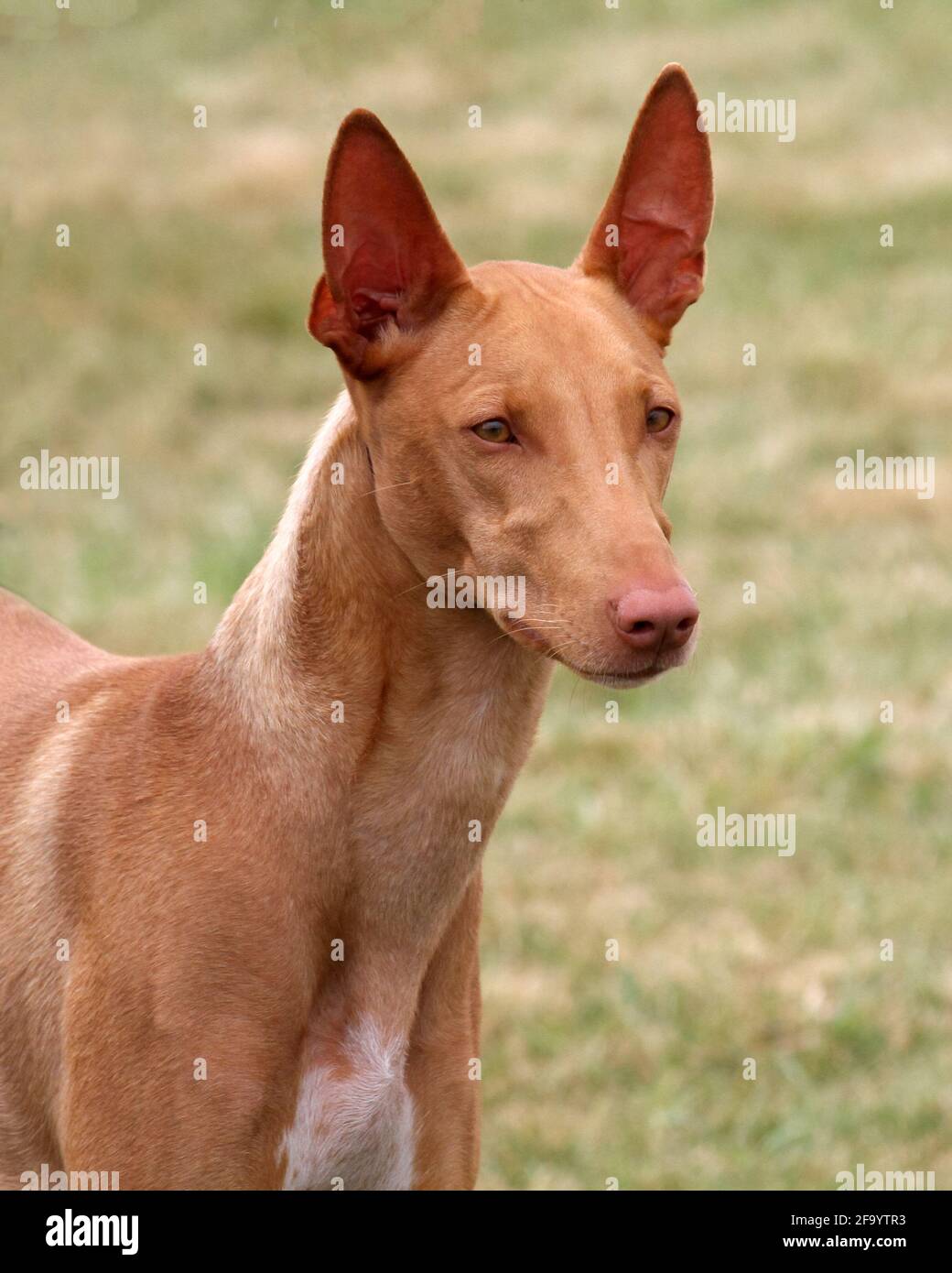 Pharaon Hound Banque D'Images