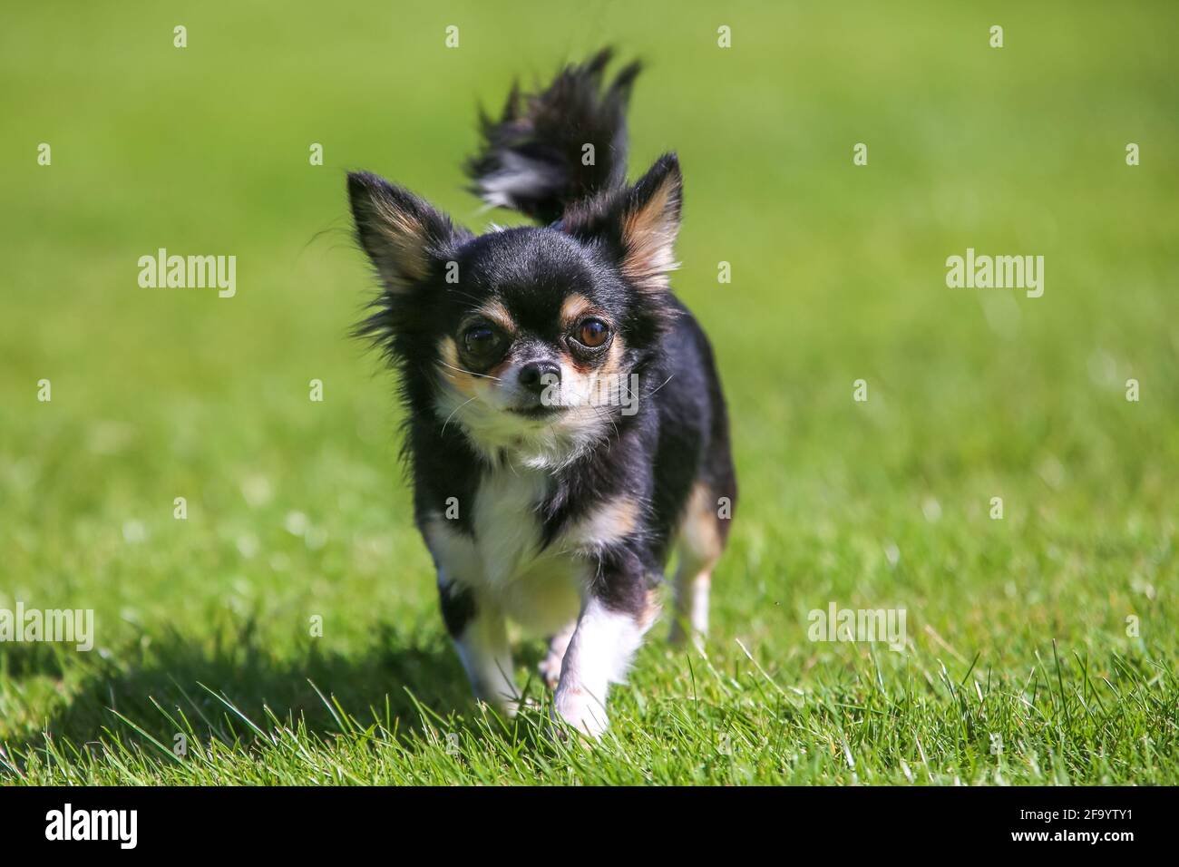 Chihuahua aux poils longs Banque D'Images
