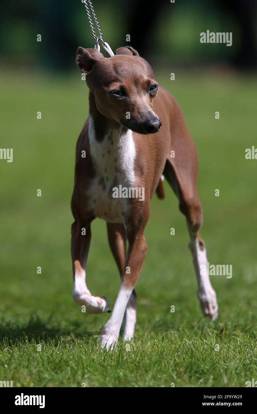 Lévrier italien Banque D'Images
