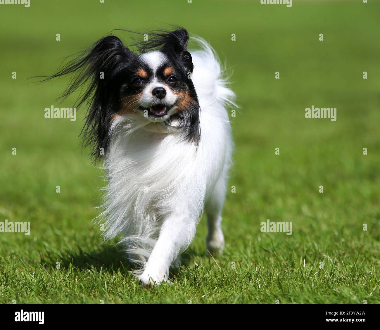 Chien papillon Banque D'Images